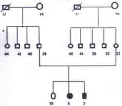 Fig. 2. Pedigree of Neuroblastoma family 2. 