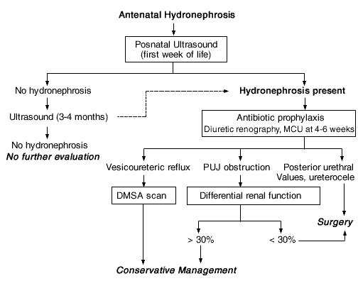 Renal Chart In Pediatric